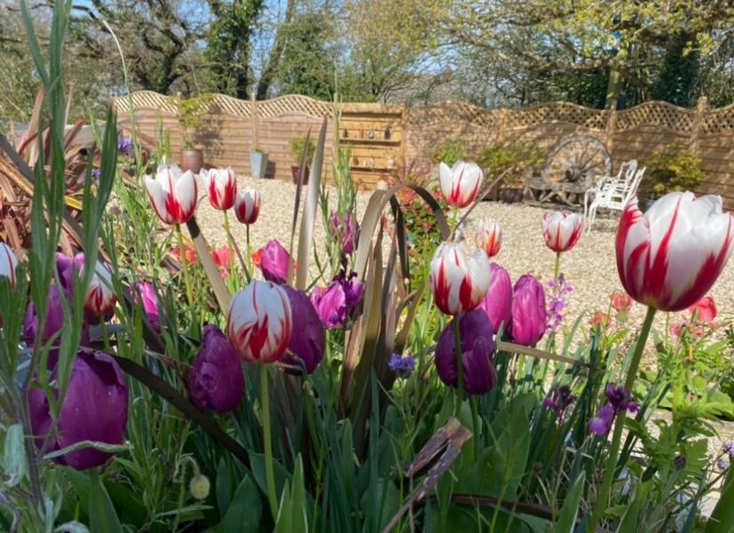 Toppesfield House B&B Bude Bagian luar foto