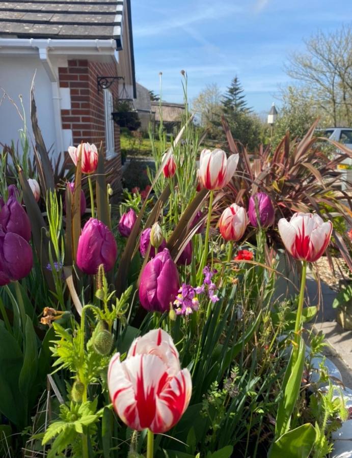 Toppesfield House B&B Bude Bagian luar foto